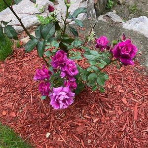 Meet your Posher, Eliza